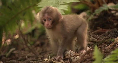 日本列岛 动物物语剧照的剧照
