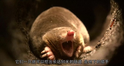 日本列岛 动物物语剧照的剧照