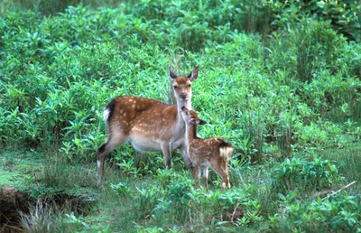 日本列岛 动物物语剧照的剧照