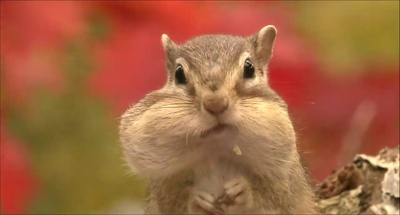 日本列岛 动物物语剧照的剧照