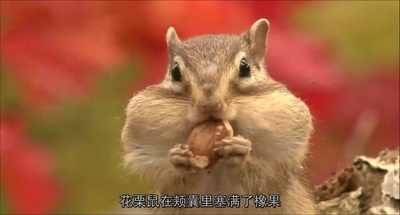 日本列岛 动物物语剧照的剧照