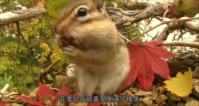 日本列岛 动物物语剧照的剧照