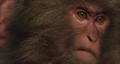 日本列岛 动物物语剧照的剧照