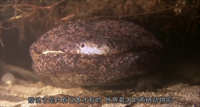 日本列岛 动物物语剧照的剧照