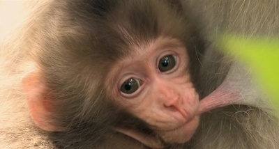 日本列岛 动物物语剧照的剧照