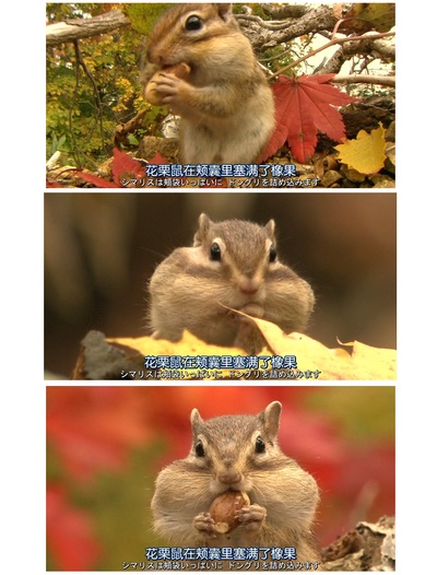 日本列岛 动物物语剧照的剧照