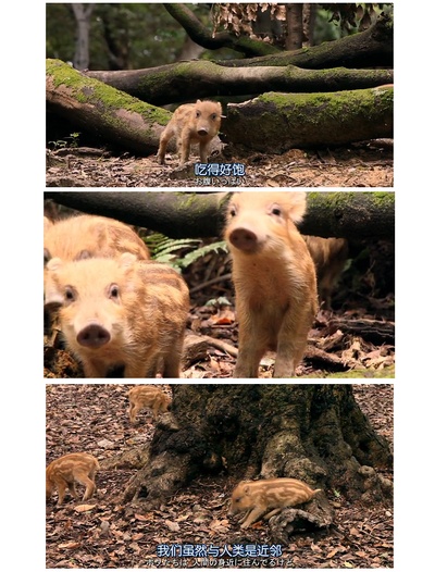 日本列岛 动物物语剧照的剧照