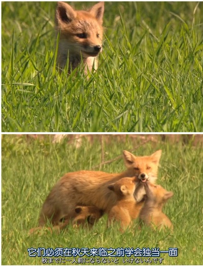 日本列岛 动物物语剧照的剧照