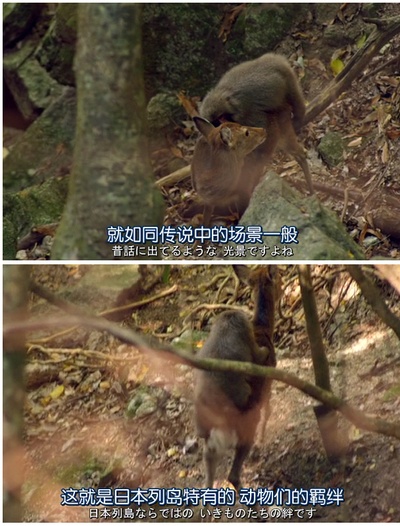 日本列岛 动物物语剧照的剧照