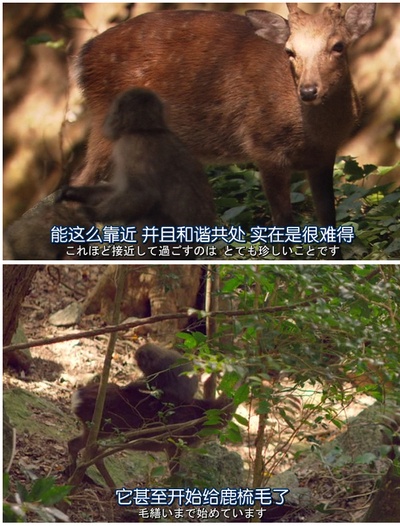 日本列岛 动物物语剧照的剧照