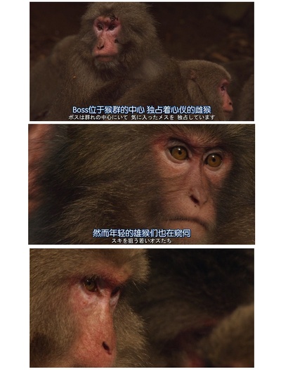 日本列岛 动物物语剧照的剧照