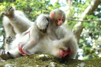 日本列岛 动物物语剧照的剧照