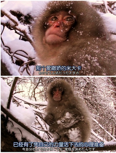 日本列岛 动物物语剧照的剧照