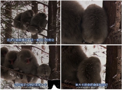 日本列岛 动物物语剧照的剧照