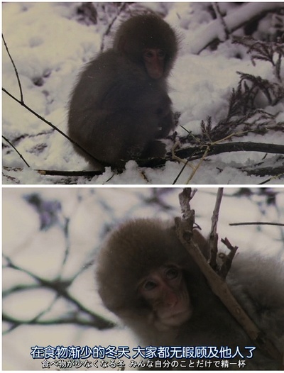 日本列岛 动物物语剧照的剧照