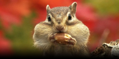日本列岛 动物物语剧照的剧照