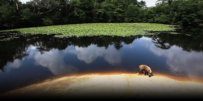日本列岛 动物物语剧照的剧照