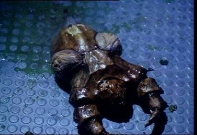 黑森林剧照的剧照