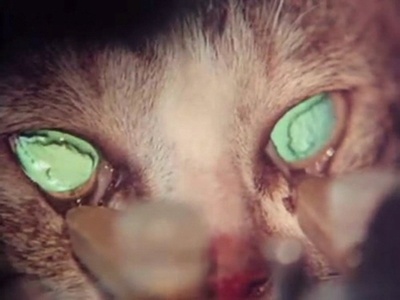 狐蝠剧照的剧照