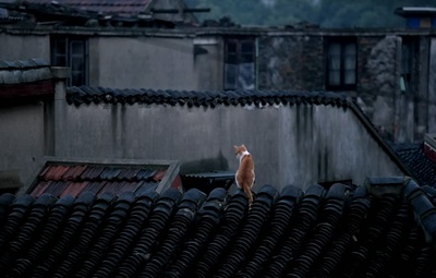 到阜阳六百里剧照的剧照