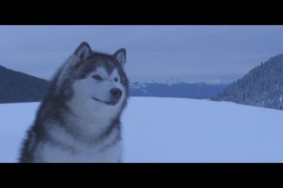雪地巴迪剧照的剧照