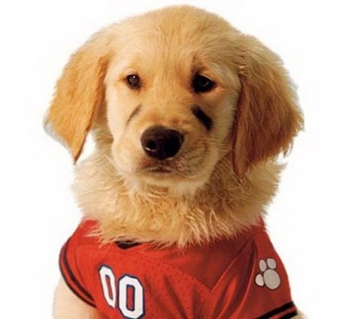 雪地巴迪剧照的剧照