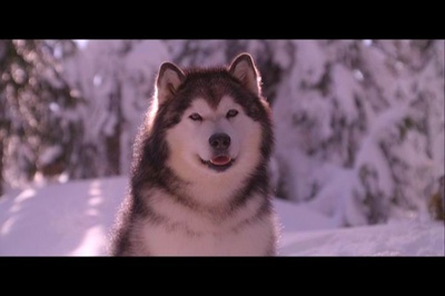 雪地巴迪剧照的剧照