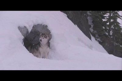 雪地巴迪剧照的剧照