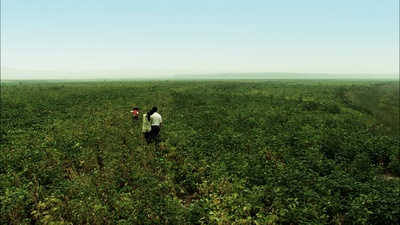 石榴树上结樱桃剧照的剧照