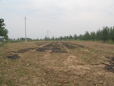 石榴树上结樱桃剧照的剧照