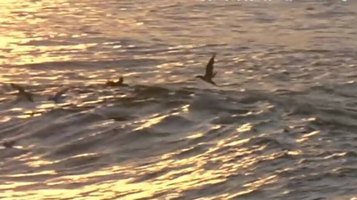 野兰花剧照的剧照