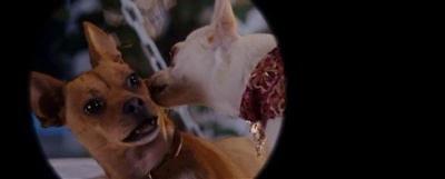 富贵吉娃娃剧照的剧照