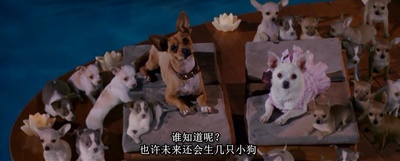 富贵吉娃娃剧照的剧照