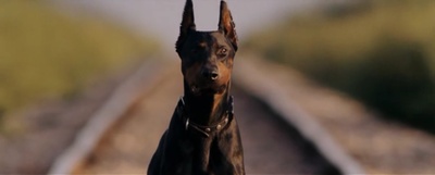 富贵吉娃娃剧照的剧照