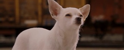 富贵吉娃娃剧照的剧照