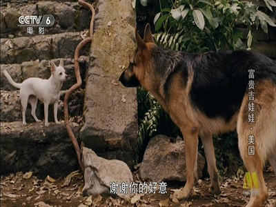 富贵吉娃娃剧照的剧照