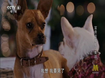 富贵吉娃娃剧照的剧照