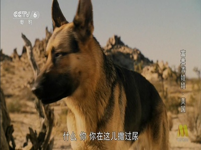 富贵吉娃娃剧照的剧照