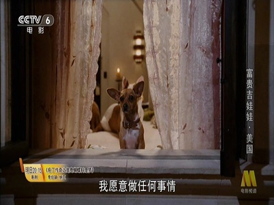 富贵吉娃娃剧照的剧照