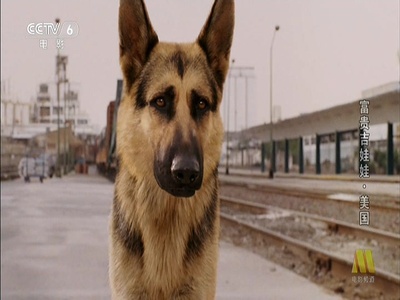 富贵吉娃娃剧照的剧照