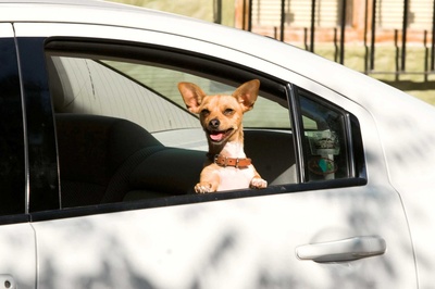 富贵吉娃娃剧照的剧照