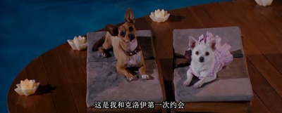 富贵吉娃娃剧照的剧照