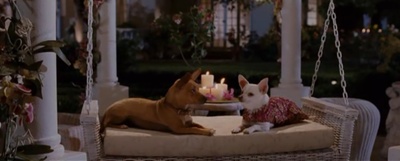 富贵吉娃娃剧照的剧照