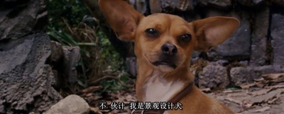 富贵吉娃娃剧照的剧照