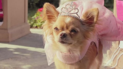 比佛利拜金狗3剧照的剧照