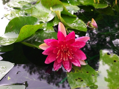 莫奈：睡莲的水光魔法剧照的剧照