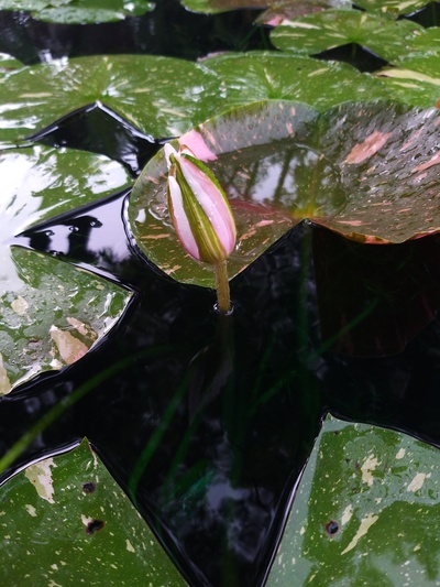 莫奈：睡莲的水光魔法剧照的剧照