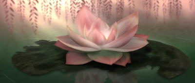 睡莲剧照的剧照