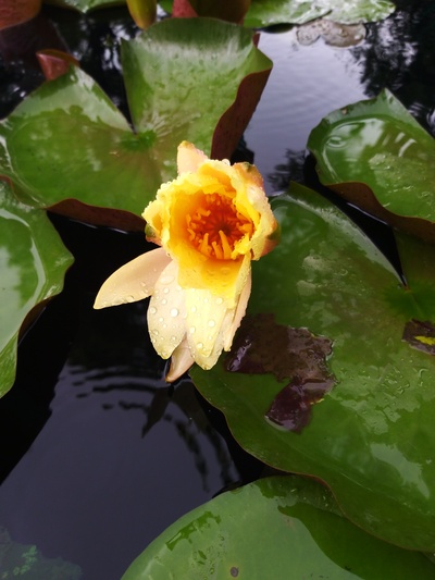 睡莲剧照的剧照