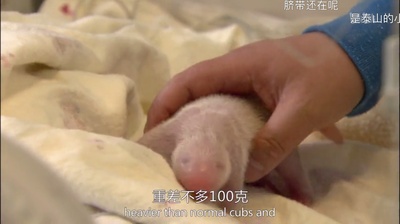 熊猫总动员剧照的剧照